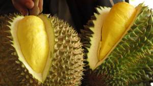 video-travel-durian-articleLarge